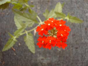 Glandularia peruviana