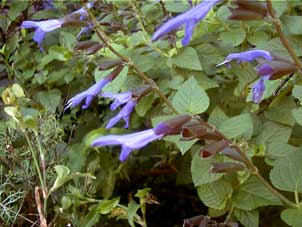 Salvia guaranitica