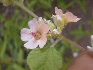 Sphaeralcea bonariensis