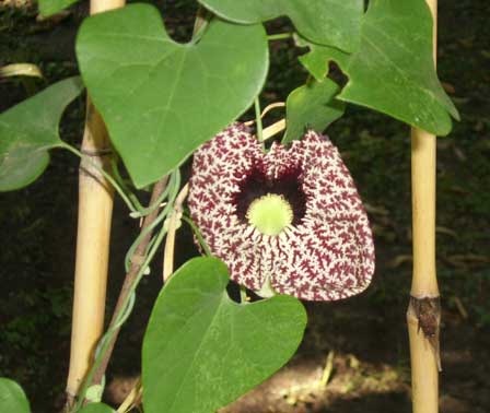 aristolochia elegance
