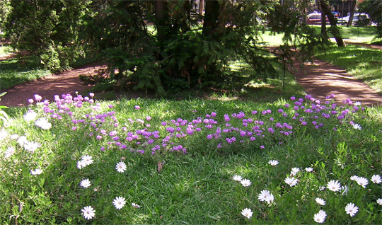 Glandularia perakii