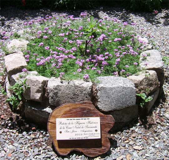 Glandularia tenera