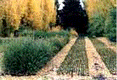 bosques patagonicos