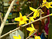forsythia