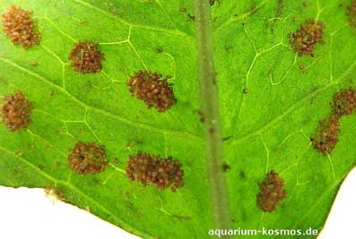 microsorium