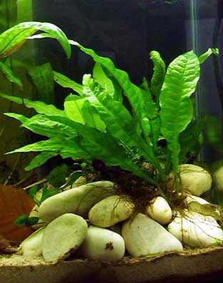microsorium